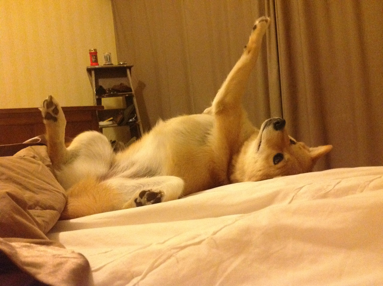 绿衫军绝境逢生!布鲁诺一传一射导演逆转好戏,成爱尔兰取胜哥斯达黎加关键先生